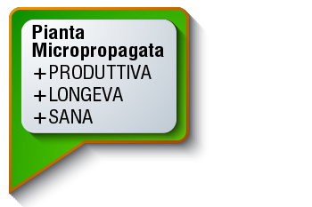 Custom Banner