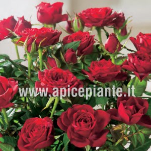 ROSE mini