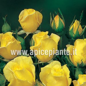 ROSE polyantha