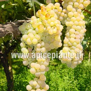 UVE-trebbiano-toscano