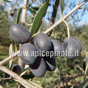 olivo3