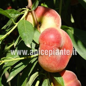Pesco Prunus Persica Fiori Di - Free photo on