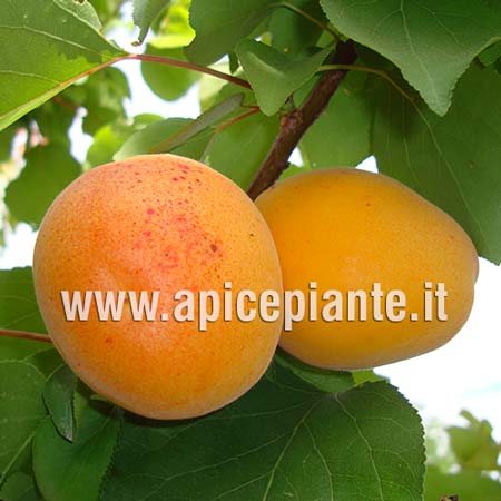 Albicocco Bella di Imola Brusa