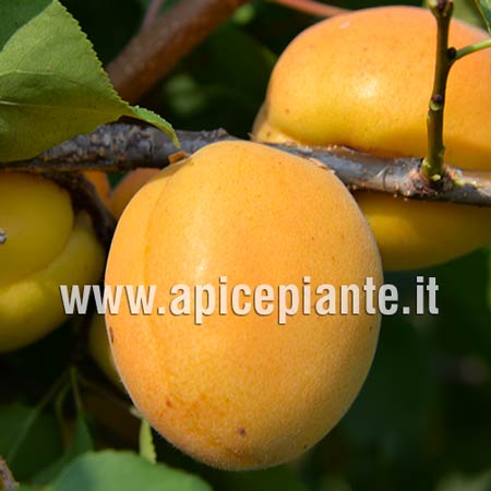 Albicocco Pisana