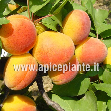 Pianta di albicocche Albero albicocco Reale d/'Imola