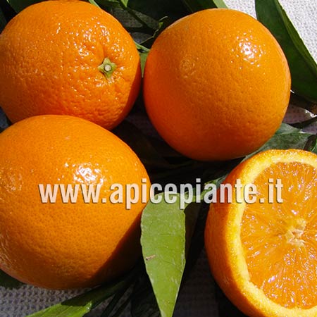 Arancio Navellina