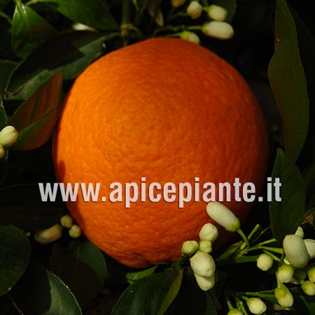 Arancio Washington Navel