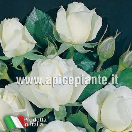 Rosa polianta rifiorente BIANCANEVE