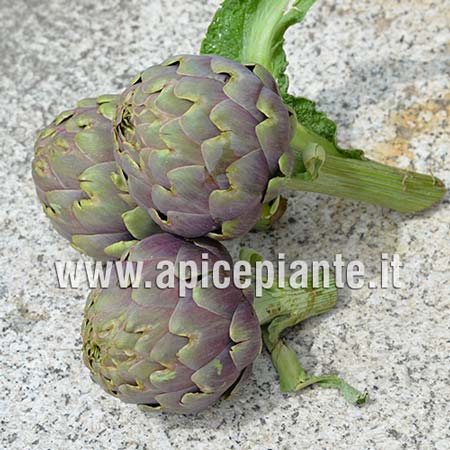 Carciofo Romanesco