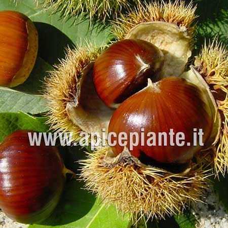 CASTAGNO Castanea sativa (Fagaceae) Castagno ibrido Bouche de Betizac