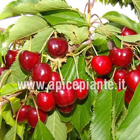 Ciliegio Adriana