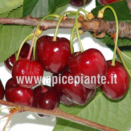 Ciliegio Durone nero III