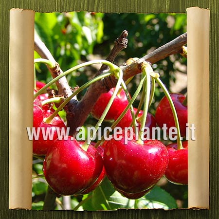 piulie de pin i varicoza