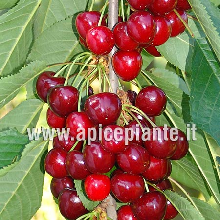 Ciliegio Lapins