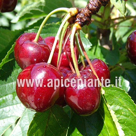 Pianta Vera Da Frutto ALBERO DI CILIEGIO 'FERROVIA' DI TURI -PRUNUS