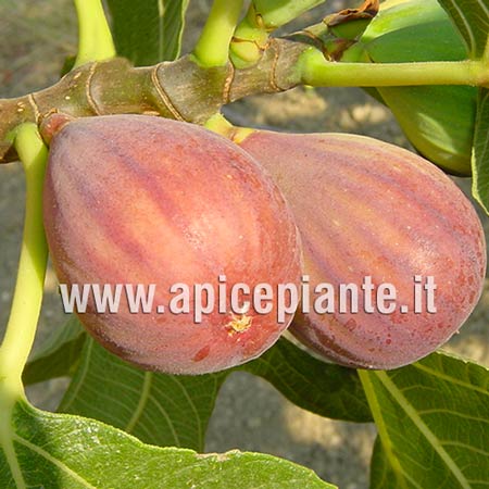 Fico della Signora