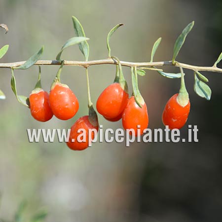 GOJI Lycium Barbarum