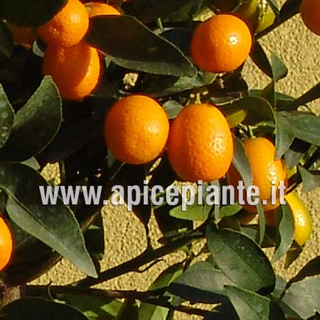 Kumquat