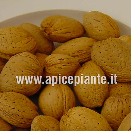 Mandorlo Genco