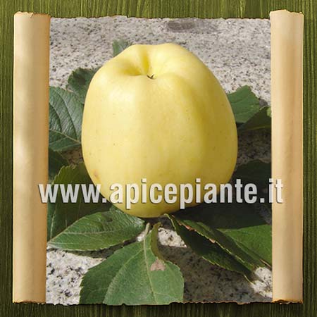 Piulițe de pin și varicoză