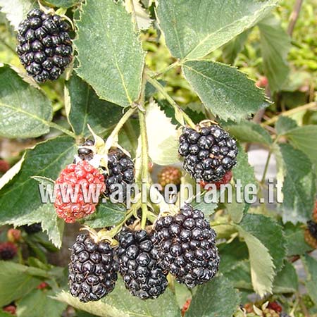 Mora Loock gigante senza spine tardiva