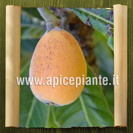 piulie de pin i varicoza)