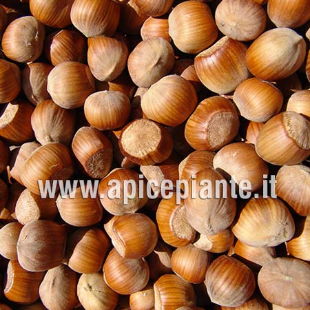 Nocciolo Tonda di Giffoni