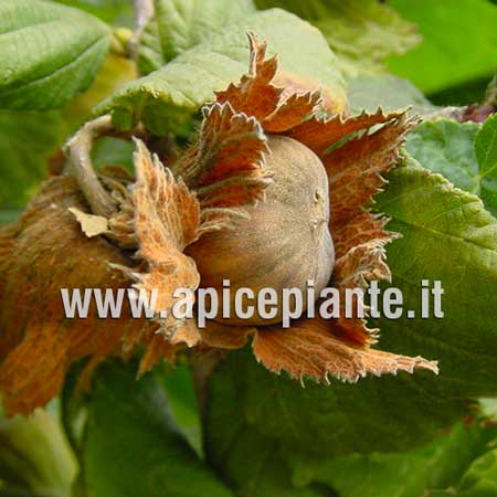 Nocciolo Campotico tondo