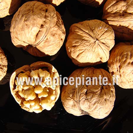 Noce - Juglans Regia - Frutteto - Noce - Frutteto - Foto 2