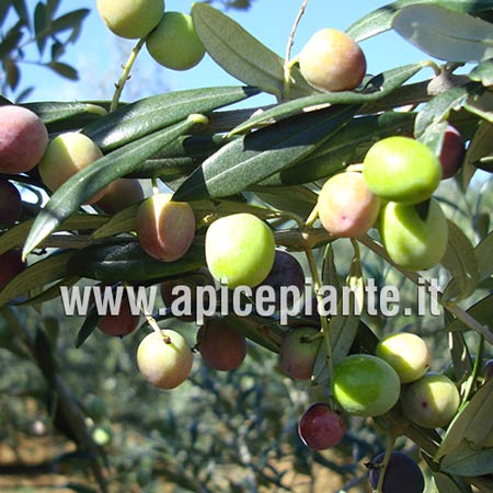 Olivo Arbequina