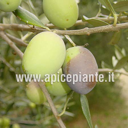 Olivo Ascolana tenera