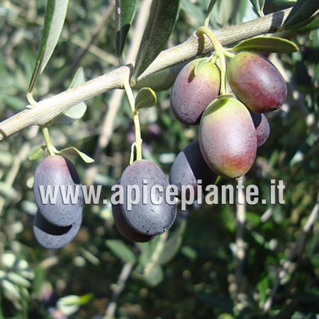 Olivi Uovo di Piccione Olivo da Tavola Altezza 140~150 cm Eta 3 anni V:15x15 cm