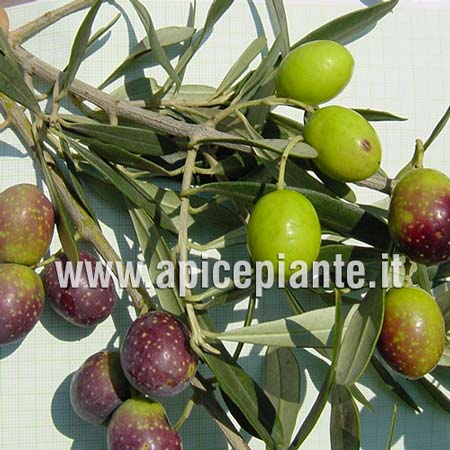 Olivo Peranzana