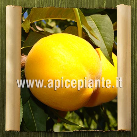 Percoco di Luglio