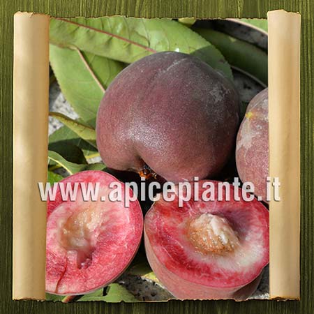 Pesco bianco Tris Rosso