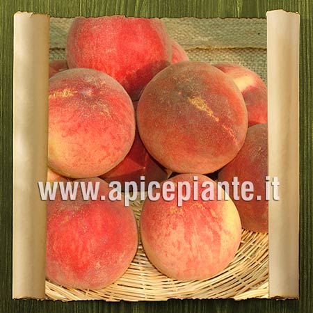 Pesco bianco Iris Rosso