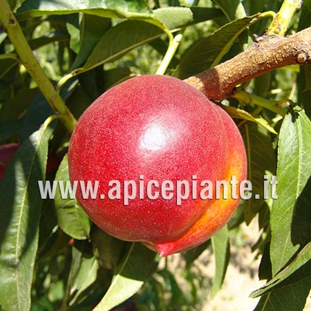 Nectarine Tree