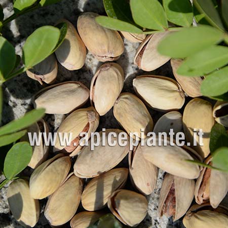 Pistacchio
