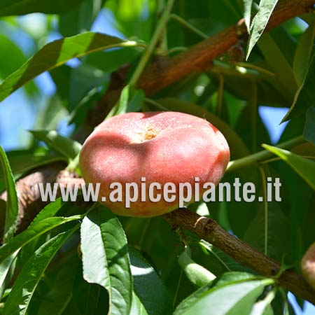 Pesco Platicarpa Bianca Precoce