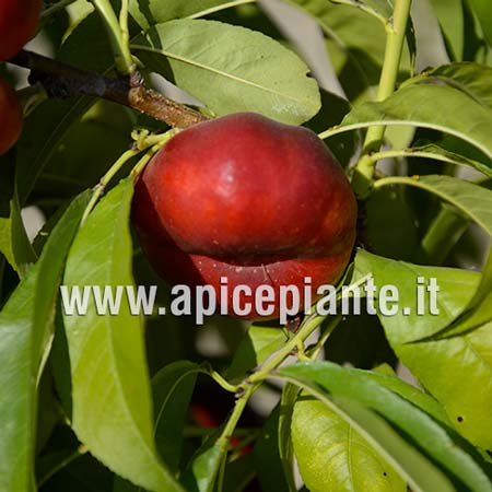 Pesco Platicarpa Noce G