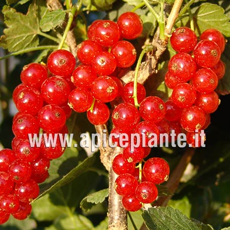 Ribes rosso