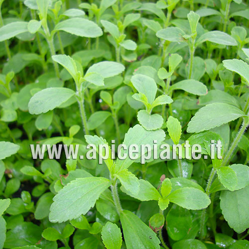Stevia Rebaudiana