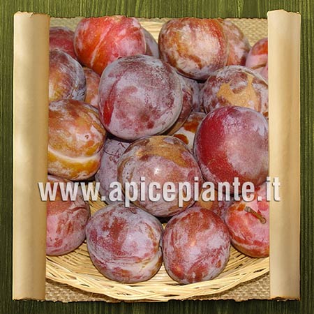 PLUM TREE Prunus domestica (rosaceae) : Susino Sangue di Drago (vaso24)