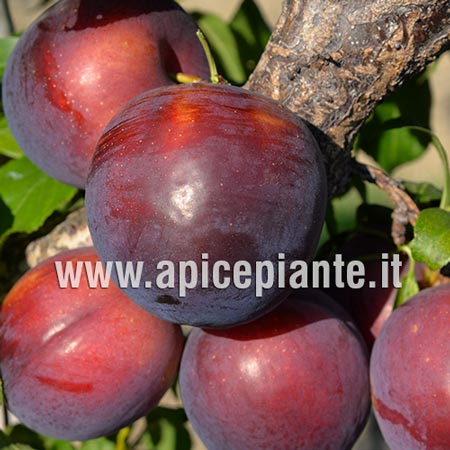 SUSINO Prunus domestica (rosaceae) Susino Fortune