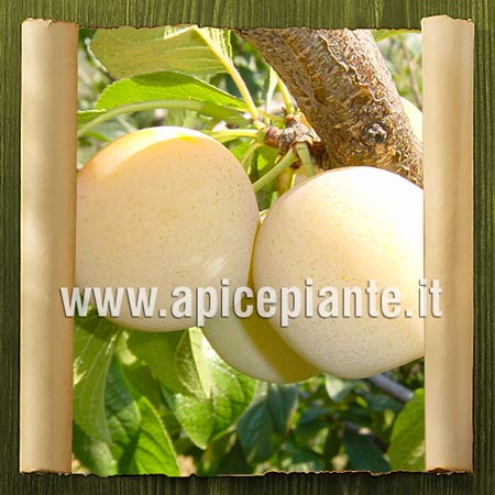 Plum tree Regina Claudia Amarilla