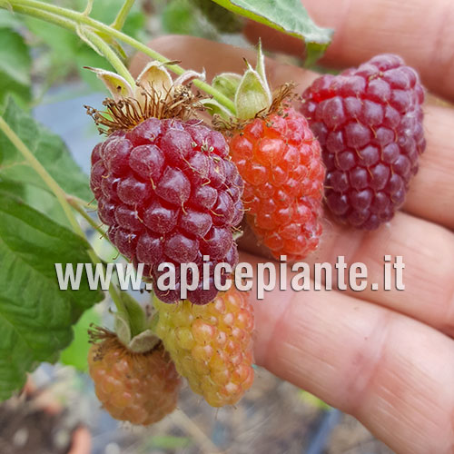 Tayberry