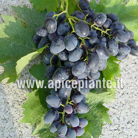 Uva Pizzutello nero