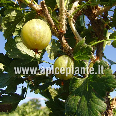 Uvaspina Bianca Hinnonmaki