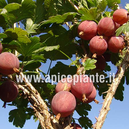 Pianta Di Uva Spina Rossa In Vaso 16/18 Cm – Ribes Uva-crispa, Arbusto Fruttifero Rustico E Produttivo, Ideale Per Giardino E Orto, Foto Reale Dal Vivaio