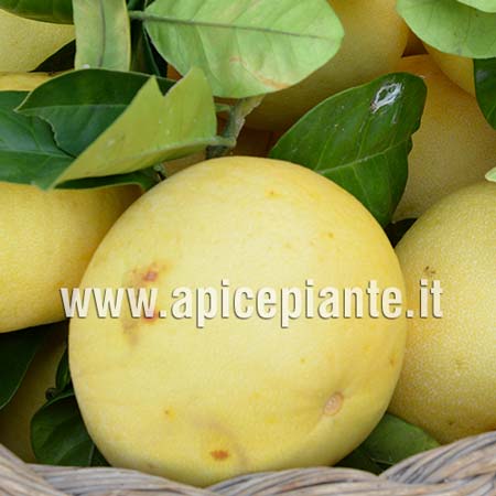 Pompelmo